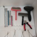 깔끔하개 이미지