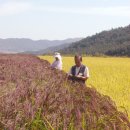 쇠똥구리마을 이미지