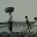 모내기국수