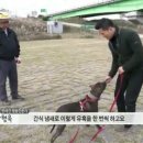 꼬리 흔드는 강아지 이미지