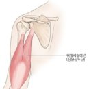 상완 이미지
