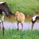 두루미202 이미지