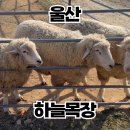 하늘목장 | 울산하늘목장 후기, 아이와 동물체험 가기 좋은 부산 근교 나들이