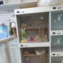 프리티도그 이미지