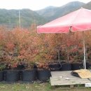 해병농원 이미지