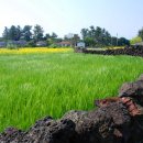 보리목장 이미지