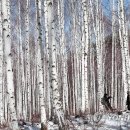 자작나무 이미지