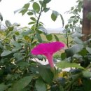 고영삼복싱아카데미 이미지