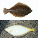 참가자미 이미지