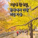 은행나무빌라 | 청도 운문사 은행나무, 25년 최신 후기, 1년에 단 3일만 열리는 가을 끝판왕 단풍 코스와 스테이이서...