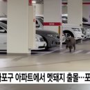 멧돼지 출몰지역 네이버블로그