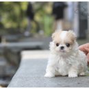 작고 소중해 이미지