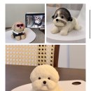 엠와이피에스 이미지