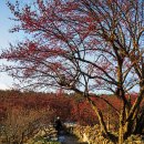 이천산수유마을 이미지