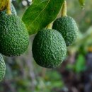 아보카도 이미지