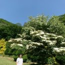 고인돌식물원 | 경기광주 가볼 만한 곳 율봄식물원(수국)