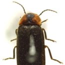 반딧불이 이미지