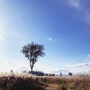 태화강백리자전거길(북측) | 가을감성 가득한 태화강 억새군락지 다녀온 후기