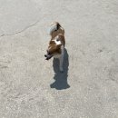 현대애견 이미지