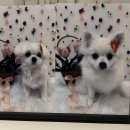 플로라펫 살롱 이미지