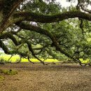 나무사이로 이미지