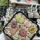 풀잎농장 이미지