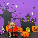 강동유치원 이미지