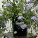 앤 플라워 이미지