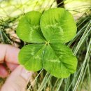 클로바농장 이미지