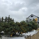 드림농원 민박 이미지