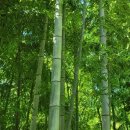 대숲속으로 | 대숲의 시간