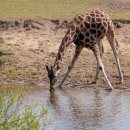 기린산소 이미지