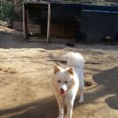 자룡농장 이미지