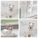 댕댕이 미용실 이미지