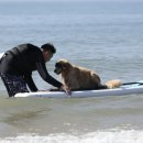 독(DOG)도 이미지