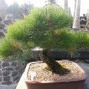 유림청과 이미지