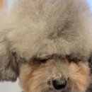 에이프릴펫 이미지