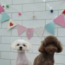 말티스토리 이미지