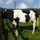 주원목장 이미지