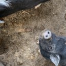 명봉산솔밭관광농원오토캠핑장 이미지