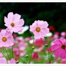 하늘정원펜션 이미지