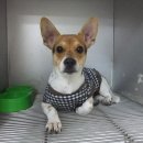 파란종합 동물병원 이미지