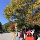 성수기 | 수도권 단풍명소 [화담숲] 단풍현황 성수기후기