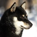 애견백과 - 홋카이도 도그 (Hokkaido Dog, 북해도견, 北海道犬) 이미지
