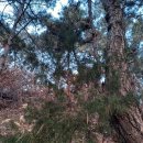 14. 고모산성: 측백나무과 「노간주나무」 이미지