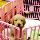 올펫 동물병원 이미지