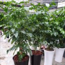 샤론의꽃 이미지