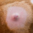 AVC 동물메디컬센터 이미지