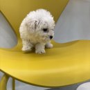 댕댕프렌즈 이미지