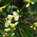 울산들꽃학습원 이미지